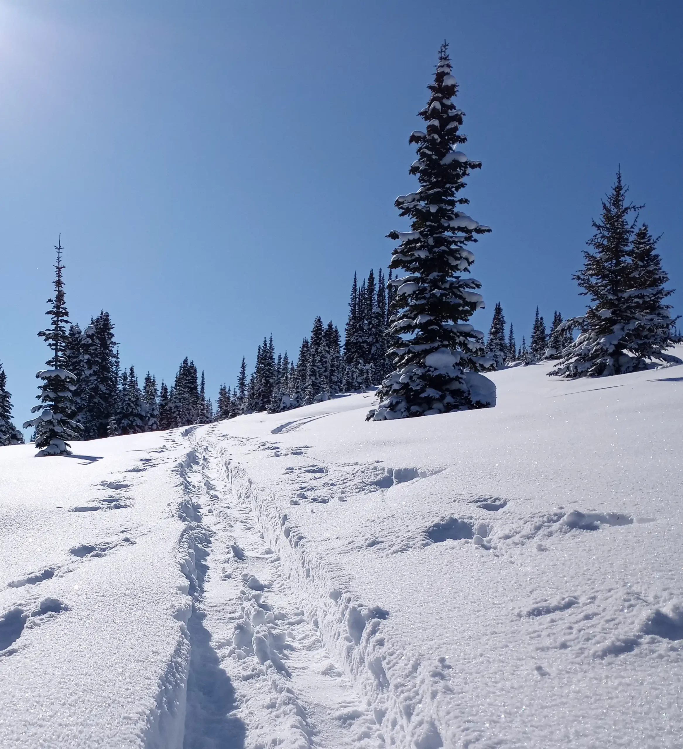 Back Country Skiing