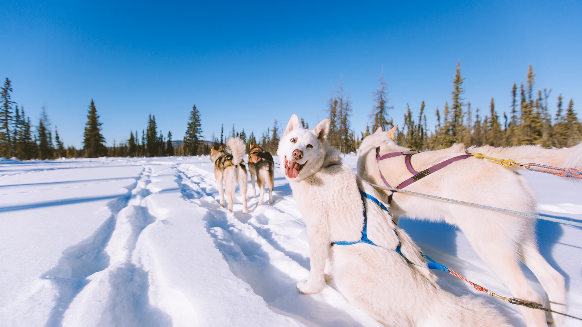 A close up of dogs pulling a dog sled