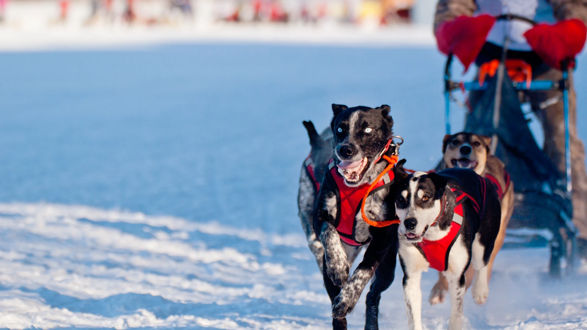A close up of dogs pulling a dog sled